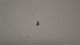 SCREW #10 X 1/2 HEX HEAD S.S.