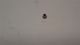 NUT RIVNUT INSERT MONEL 5MM
